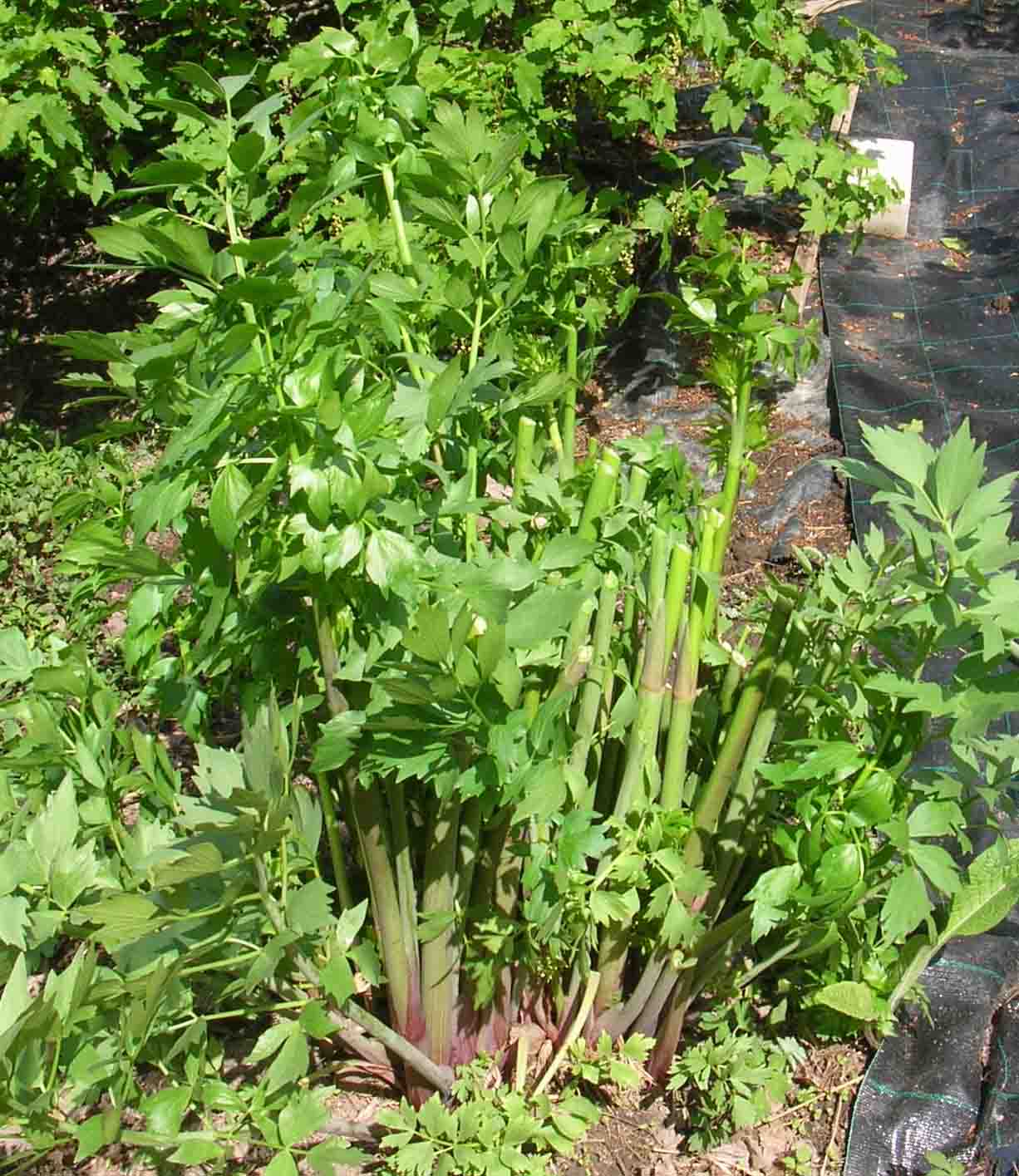 Tarjan Tilkkupuutarha: Lipstikka