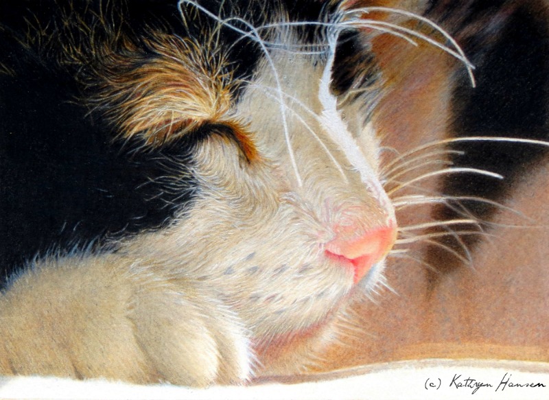 Chinese Pencil Drawing Book Feile Bird Cute Cat Paintings Book