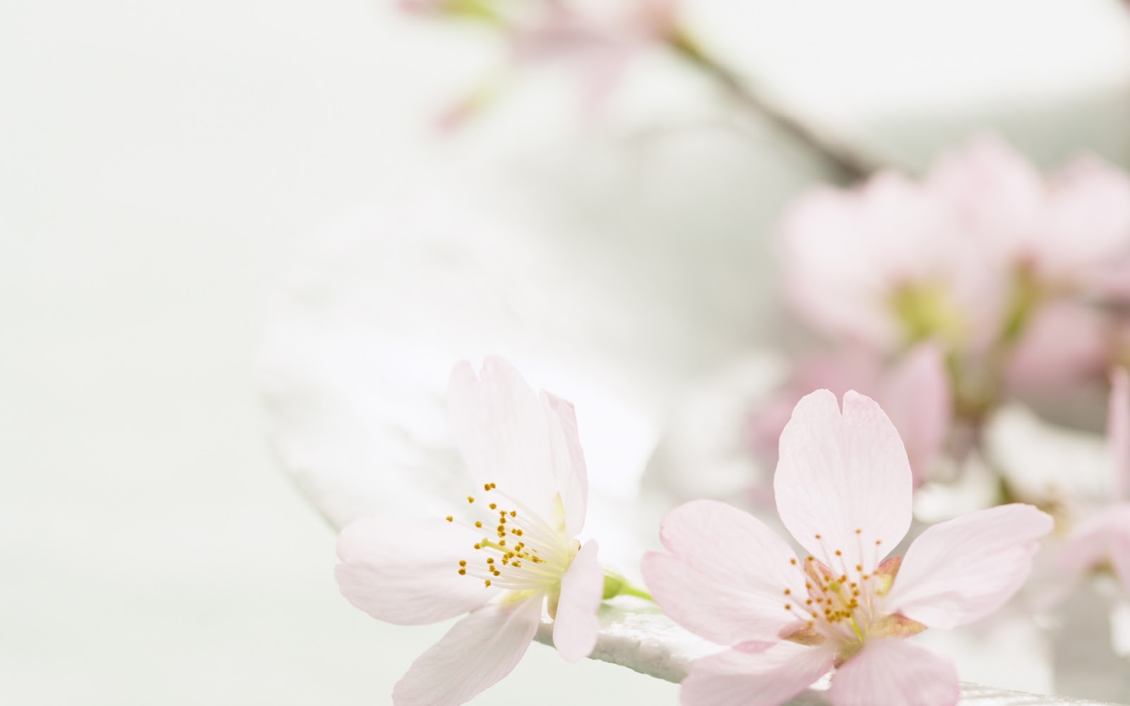 Hope and a Future Kazuka_chan: cherry blossom~