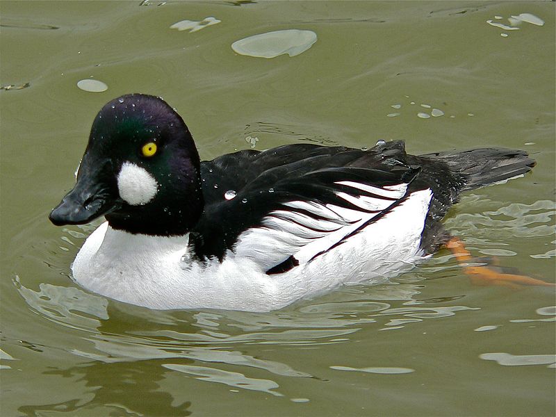 Animal Pictures Common Goldeneye Duck
