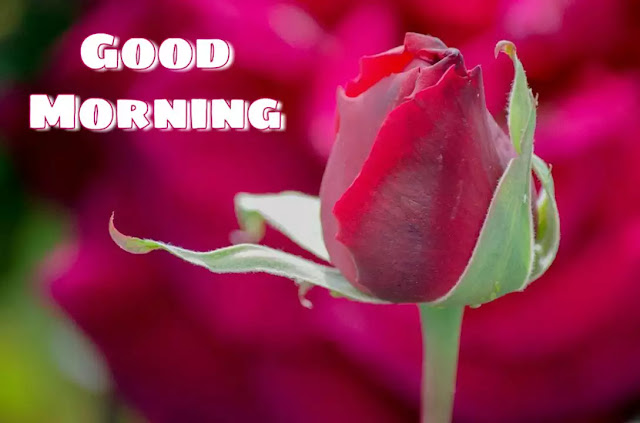 103+ Good Morrning Flowers Images , Photos Free Download - GoodMorningImg