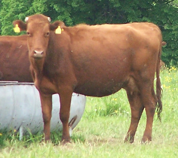 polish red cattle, about polish red cattle, polish red cattle breed, polish red cattle breed info, polish red cattle breed facts, polish red cattle behavior, polish red cattle care, caring polish red cattle, polish red cattle color, polish red cattle characteristics, polish red cattle facts, polish red cattle for milk, polish red cattle for meat, polish red cattle history, polish red cattle info, polish red cattle images, polish red cattle milk, polish red cattle milk production, polish red cattle meat, polish red cattle origin, polish red cattle photos, polish red cattle pictures, polish red cattle personality, polish red cattle rarity, raising polish red cattle, polish red cattle rearing, polish red cattle size, polish red cattle temperament, polish red cattle uses, polish red cattle weight