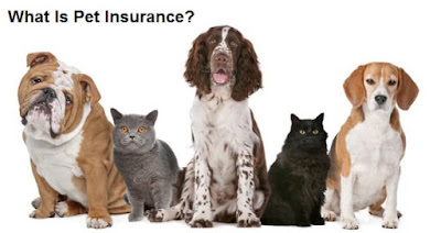 pet insurance review