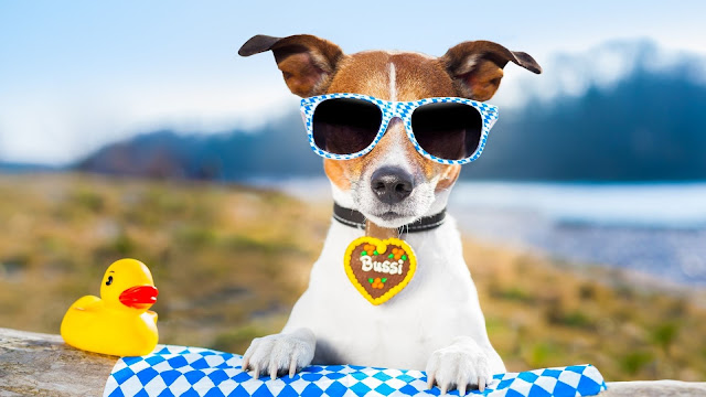 como economizar em viagens cachorro com oculos escuro e um brinquedo de patinho amarelo