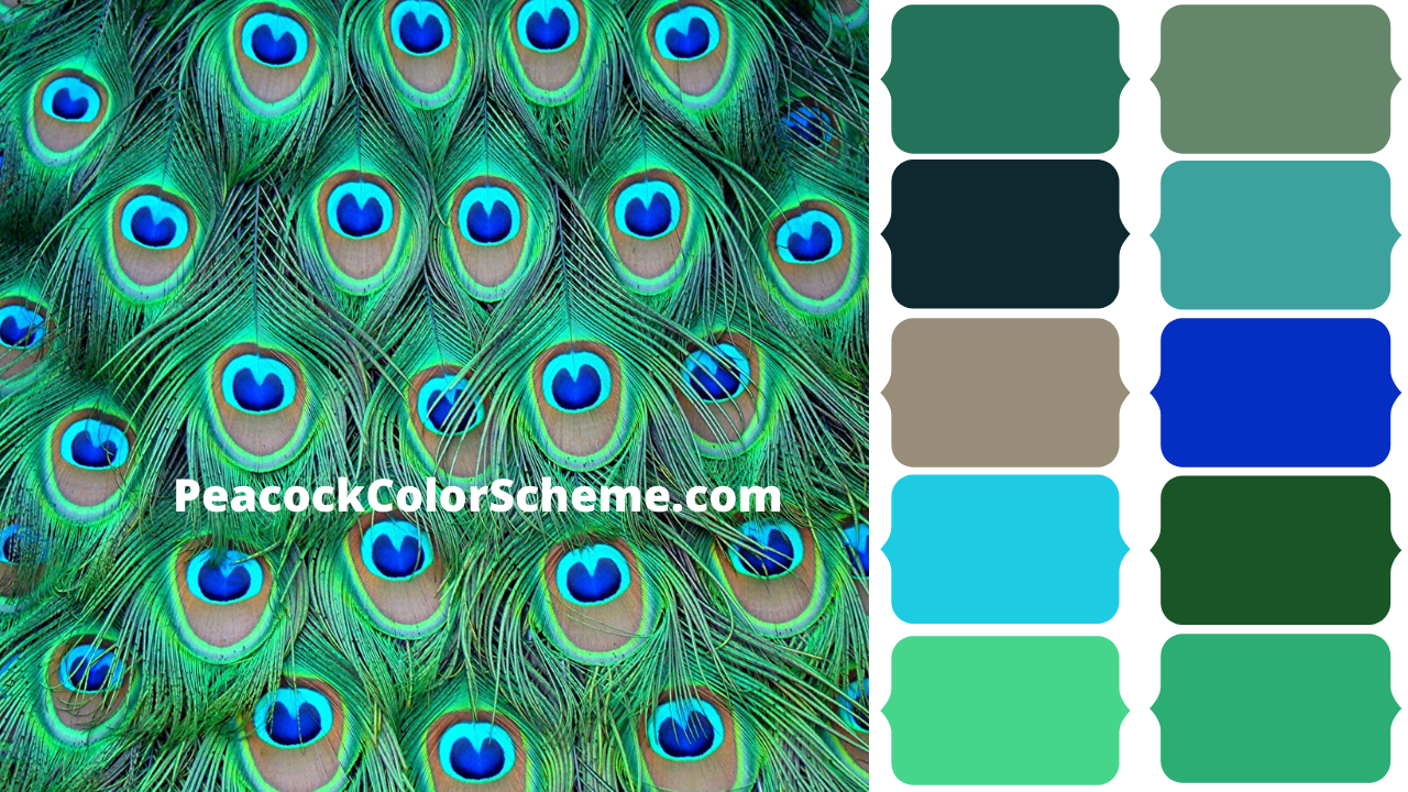 Which Colors Goes With Peacock Green Peacock Colors
