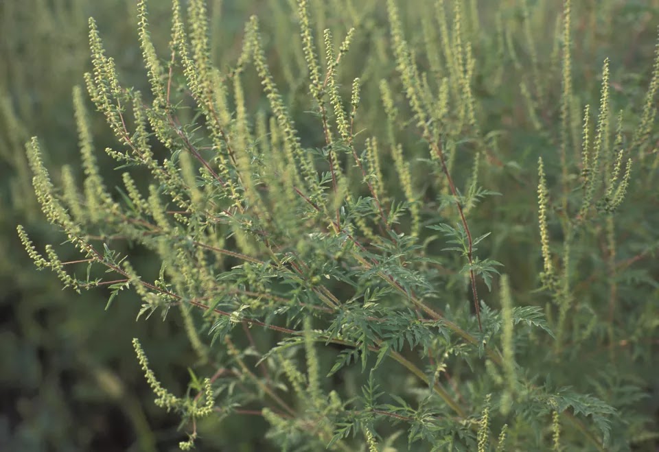Stories from the Wigwam Medicinal Monday...The Benefits of Ragweed