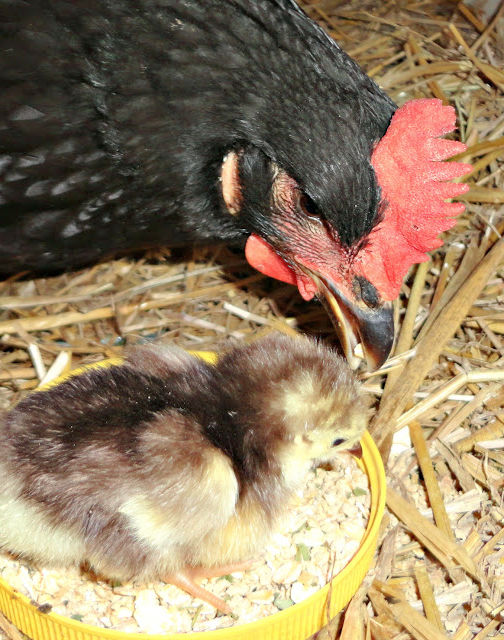 Hatching Eggs under a Broody Hen Fresh Eggs Daily® with Lisa Steele