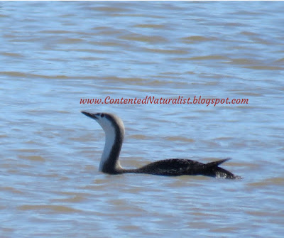 A red-throated loon, in non-breeding plumage, faces left on the Potomac River