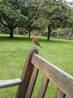 robin on bench