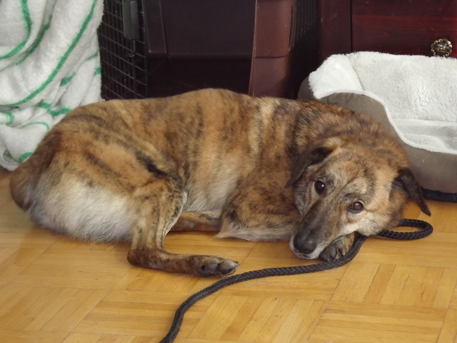 Best Dogs for Older People and Seniors