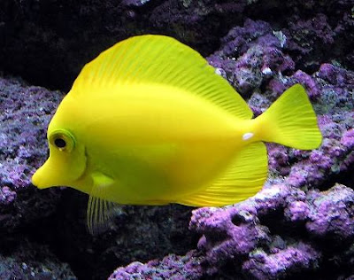 Cara Budidaya Ternak Ikan Hias Air Laut Yelow