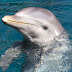 Πρόστιμο και εισαγγελέας για τις επιδείξεις δελφινιών στην Αττική