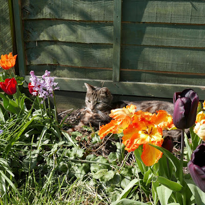 A tabby cat lying in a patch of tulips.