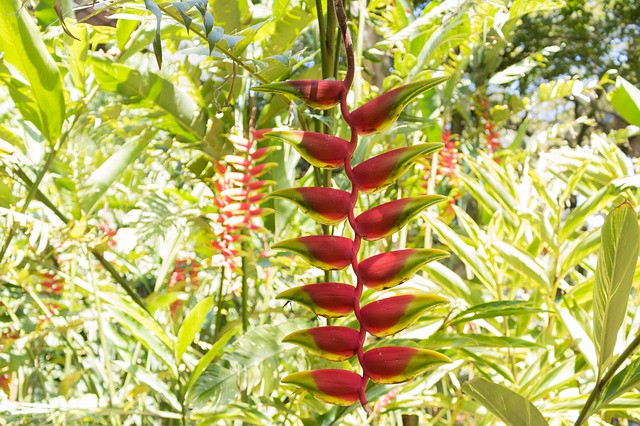 helicônia