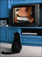 Art Cat GIF • Black cat totally fascinated by girl showing her boobs on TV