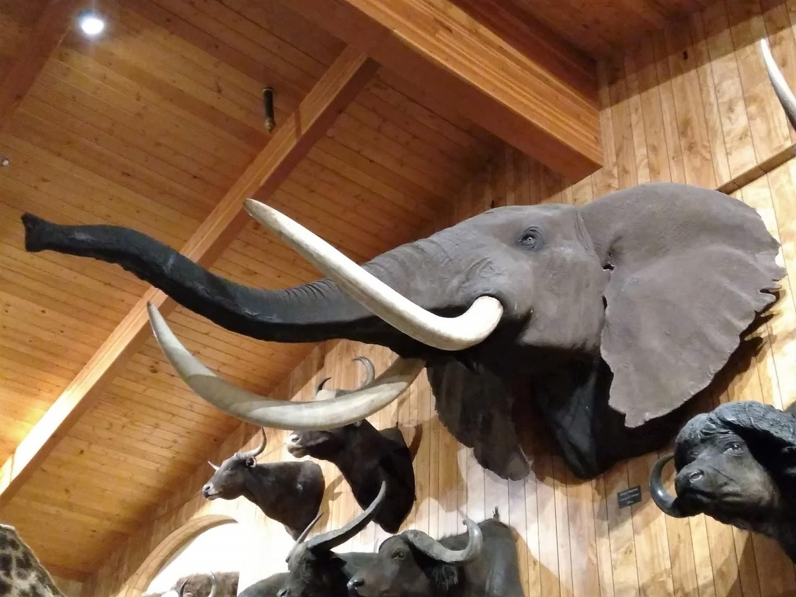 Living Rootless: Tucson, AZ: International Wildlife Museum