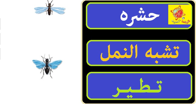 حشرة صغيرة جدا لونها بني