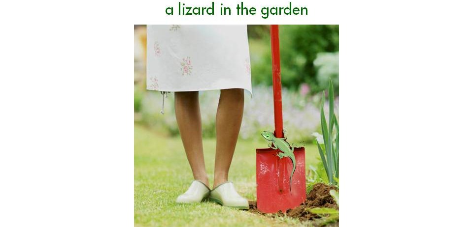 a lizard in the garden