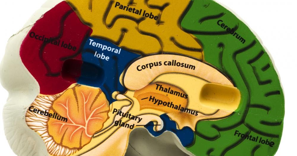 Макет головного мозга. Модель мозга человека. Муляж мозга. Ирритация головного мозга.