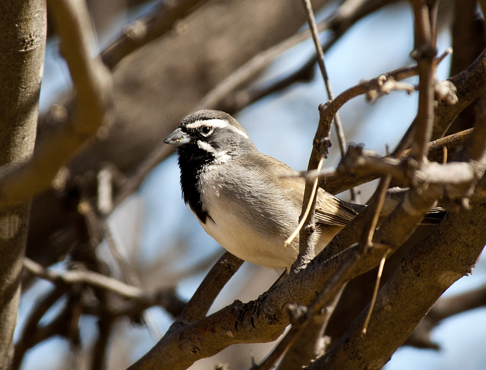 BirdManBob More Arizona Birds