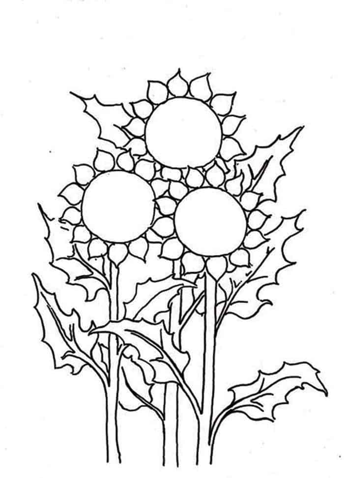 Printable Sunflower Coloring Pages - Yuk Sebar