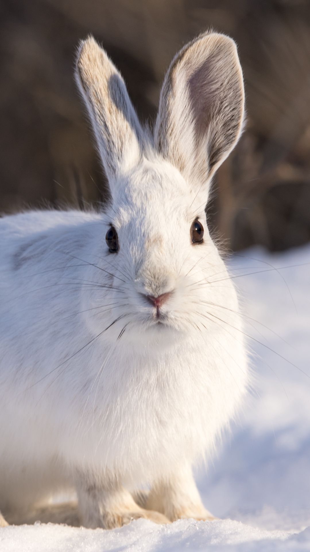 HD Wallpaper Snow, Winter, White Rabbit, Animal