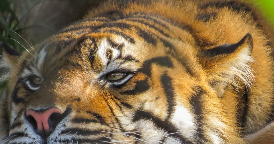 Tigre de Sumatra