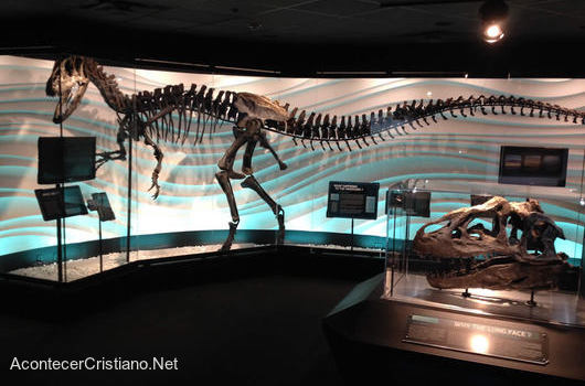Fósil de dinosaurio que murió en Diluvio