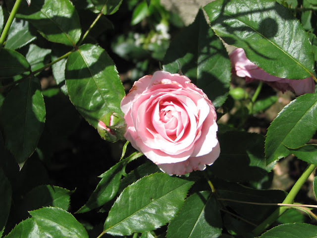 Robyn's Roses
