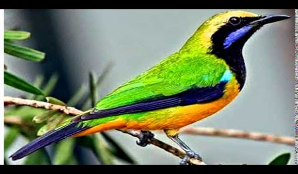 Ciri Burung Cucak Rante Muda Jantan Ciri Burung Cucak Rante Muda Jantan