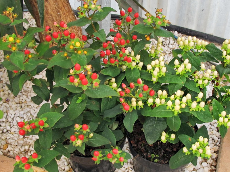 Plantas y flores Hypericum 'Red Lion'