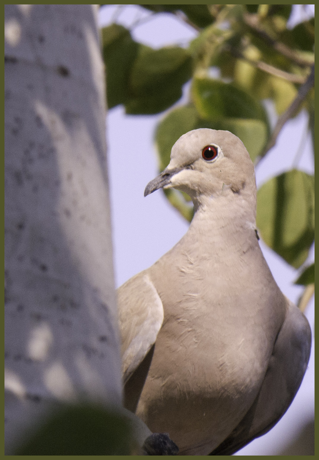 Di's Digital Images & Commentary Collared Dove