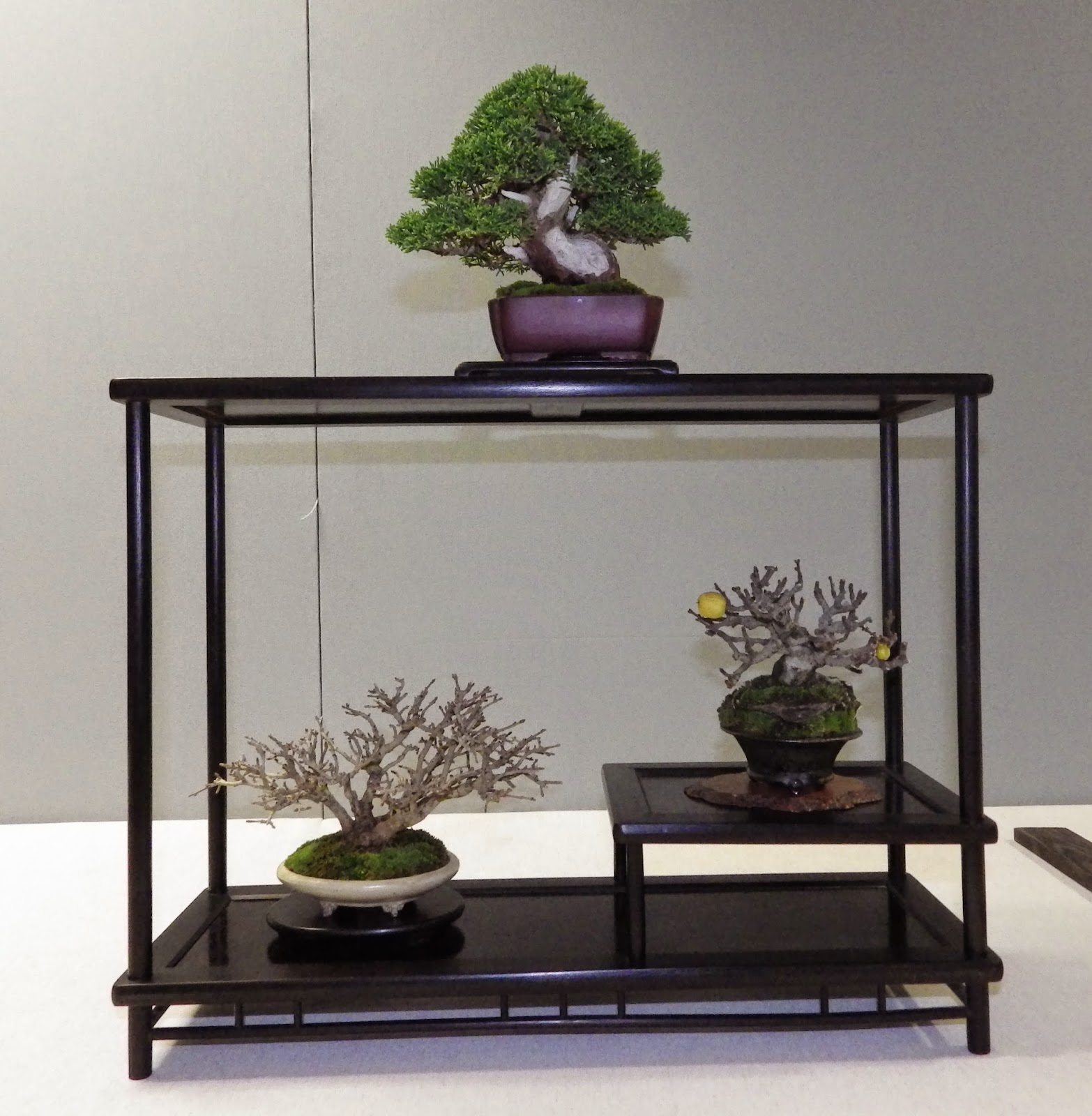 Bespoke Bonsai Stands: Bonsai displayed at the 7th National Bonsai