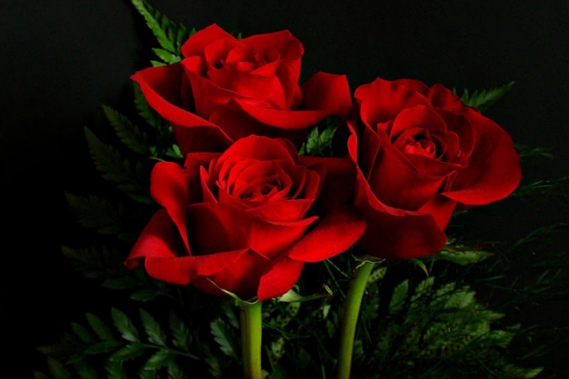 Perusahaan Asuransi Jiwa