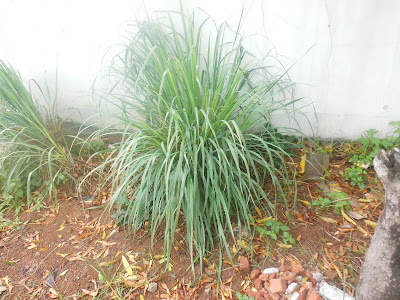 Cymbopogon citratus, Known as Lemon Grass