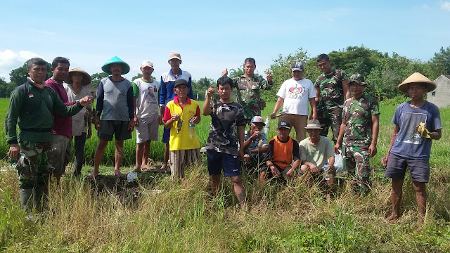 Koramil 22/Wonosari Bersama Petani Lakukan Geropyokan Tikus