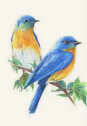 birds pencil colored eastern bluebirds diane wright journal bird drawing sketches bluebird artists pencils