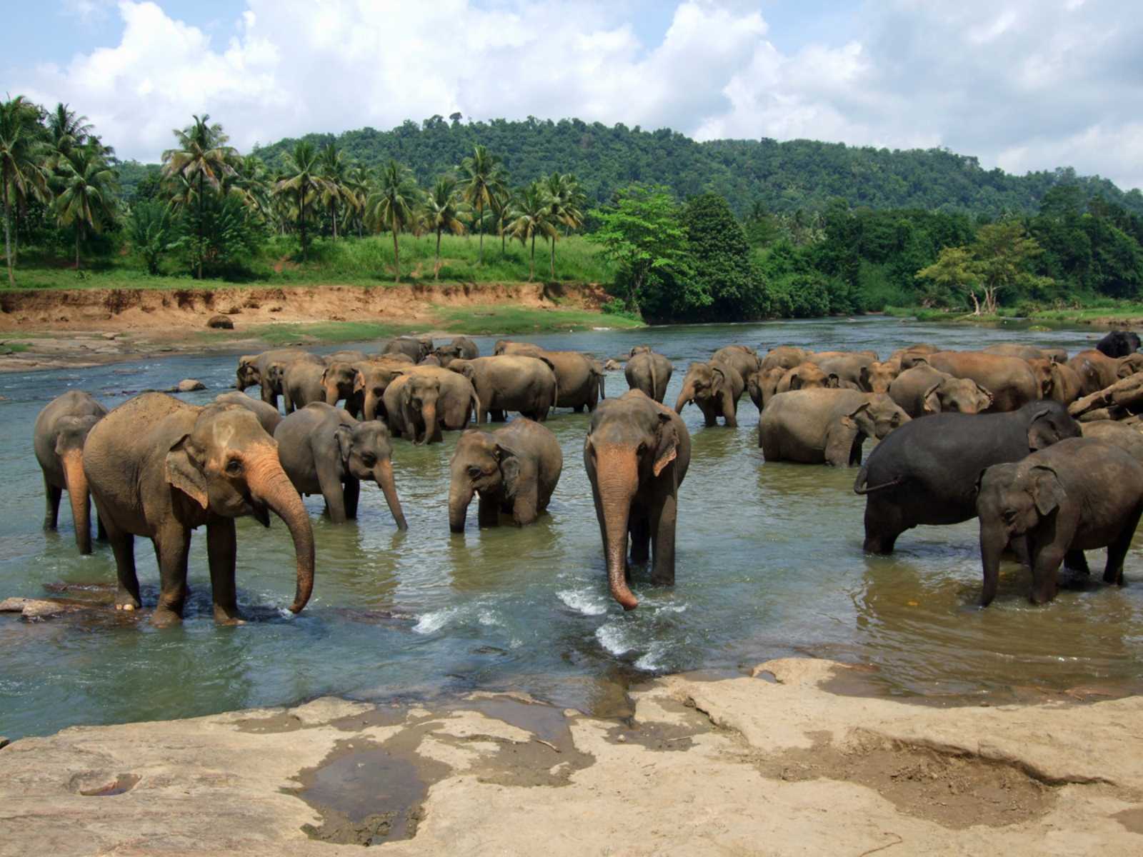 pinnawala elephant orphanage tour