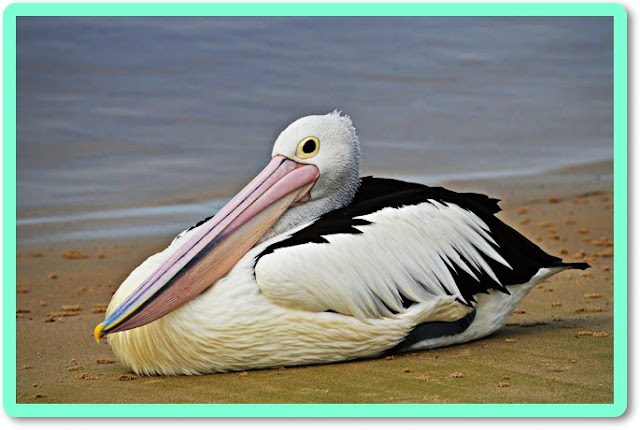 australian birds