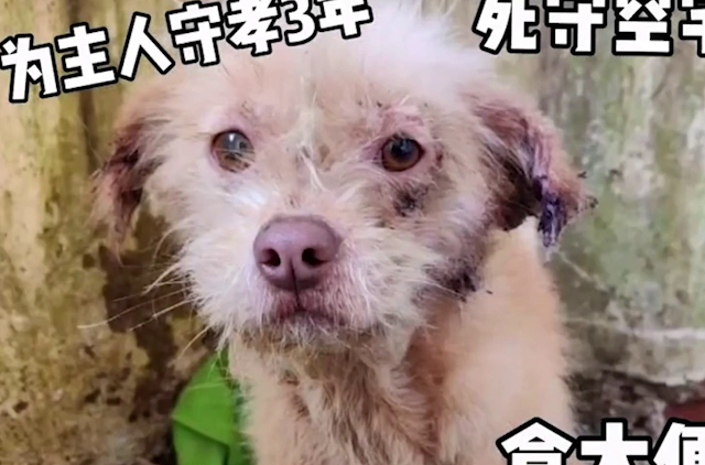 Больной пёс три года сторожил опустевший после смерти хозяина дом, но его вовремя спасли — видео