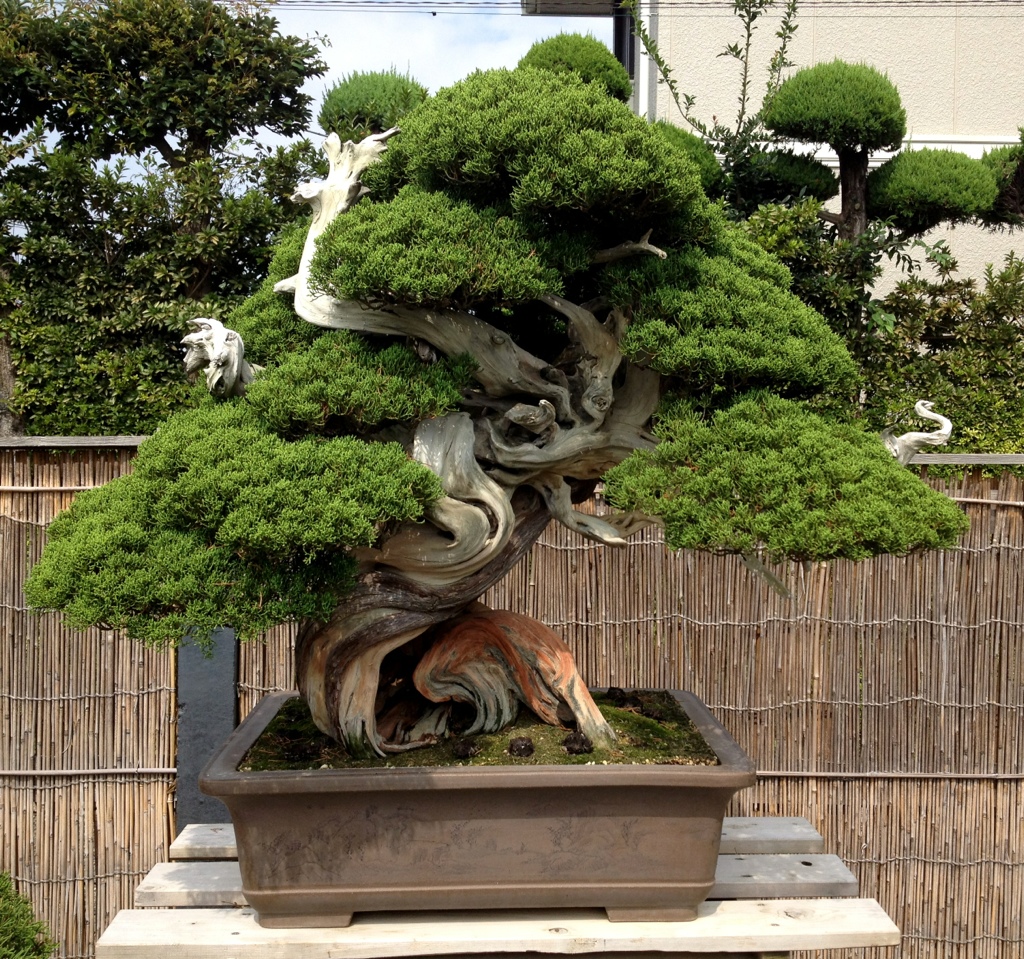 Asociacion Valenciana de Bonsai 2014 Kimura's Bonsai Garden