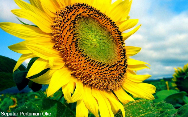 5 Cara Mudah  Menanam Bunga  Matahari  REFERENSI ILMU 