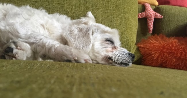 Monatsruckblick April Bergblumengarten