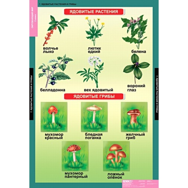 ядовитые растения для кроликов. ядовитые растения таблица. ядовитые растения средней полосы россии список. ядовитые растения таблица. лекарственные и ядовитые растения.