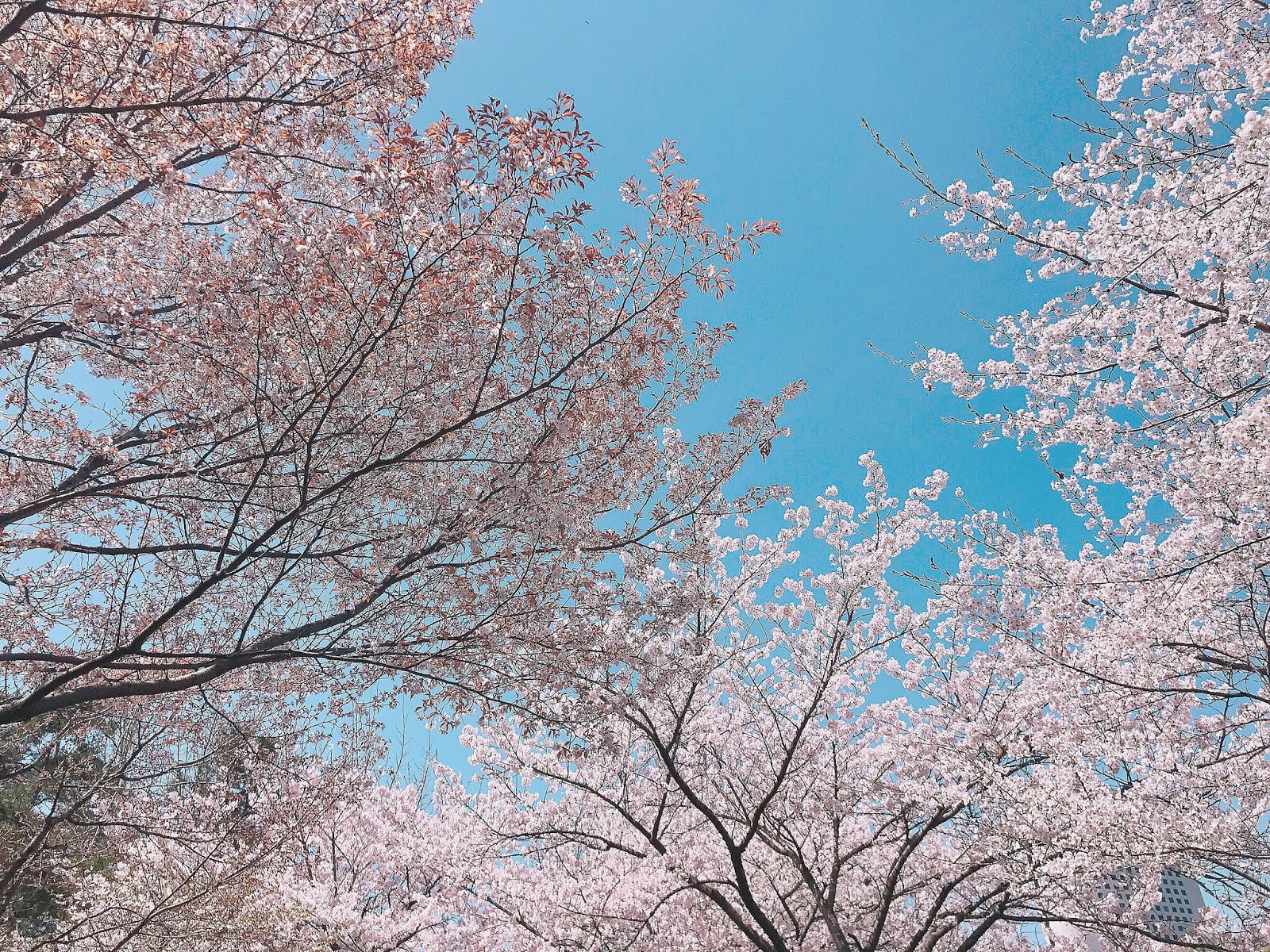 Download 43 Background Cantik Musim Semi Terbaik