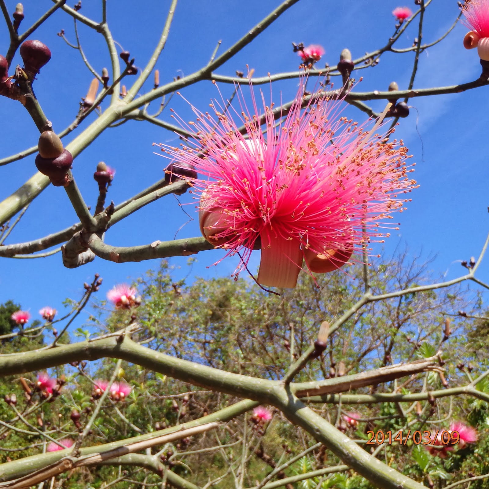 SHAVING BRUSH TREE - MALVACEAE PSEUDOBOMBAX ELLIPTICUM | Strange ...