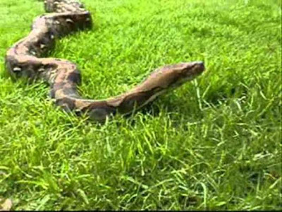 Indonésia. Corpo de homem desaparecido encontrado dentro de cobra pitão