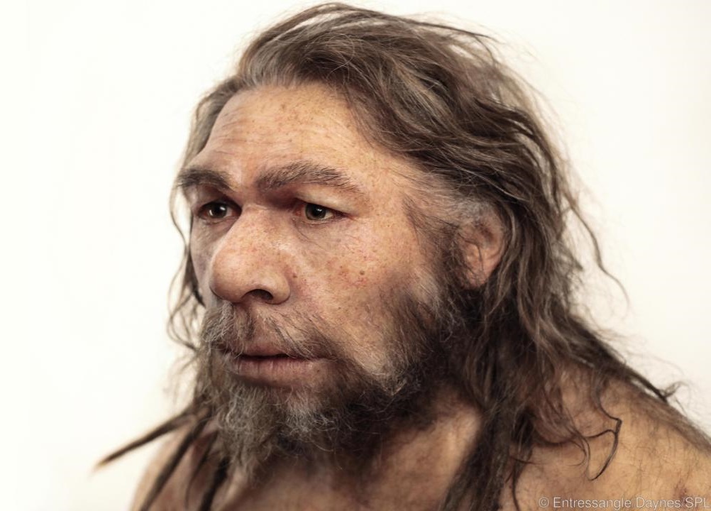 Neanderthal Dna Contributes To Human Gene Expression The Archaeology
