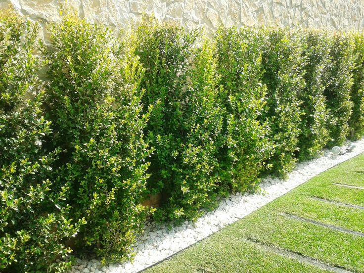 Eugenia myrtifolia 'newport'