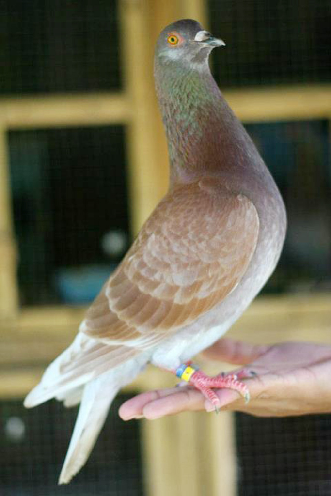 NOMINAL TEAM Merpati Balap BIRD FARM JANTAN TERNAK